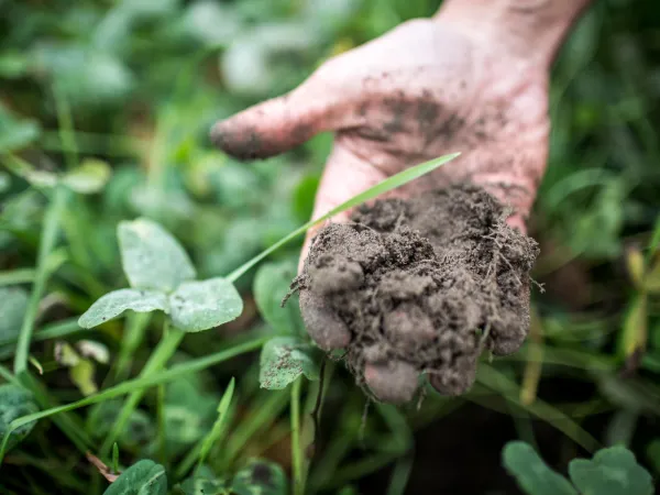 Eine Hand mit Erde schwebt über grüner Wiese.